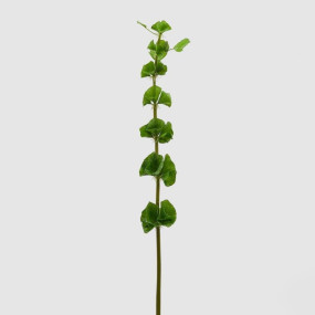 MOLUCELLA DUKE - 78cm
